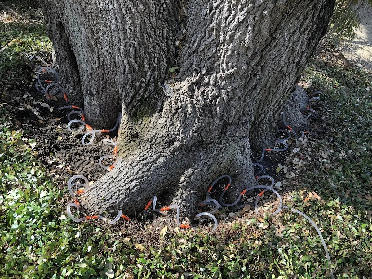 Detailed Tree Cabling and Bracing job site in New Haven